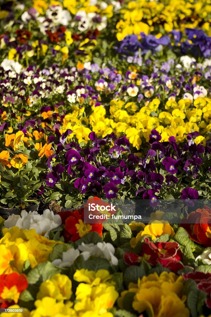 Art von Blume Streifen - Lizenzfrei Bildhintergrund Stock-Foto