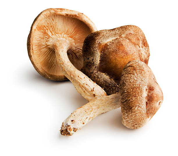 Shiitake Mushrooms, Edible Fungus Raw Vegetable Food of Japanese Cuisine Shiitake Mushrooms, a group of three edible fungus raw vegetables. This natural food may be organic and is an ingredient of Japanese Cuisine and other Asian Cultures. Isolated on a white background. shiitake mushroom photos stock pictures, royalty-free photos & images