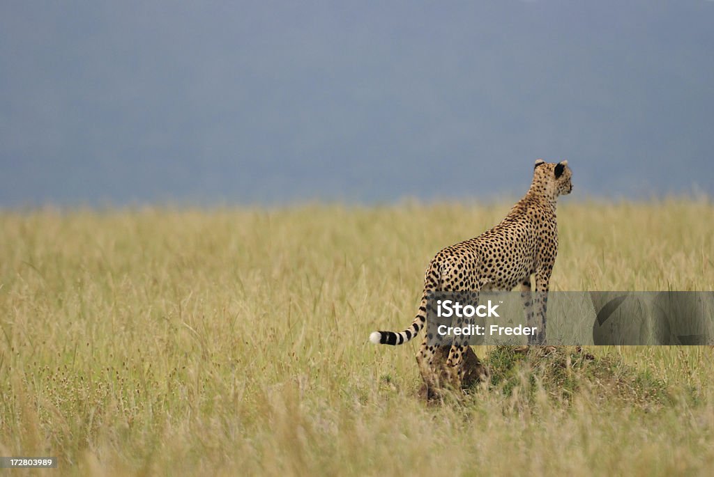 Guepardo olhando para a presa - Foto de stock de Acinonyx Jubatus royalty-free