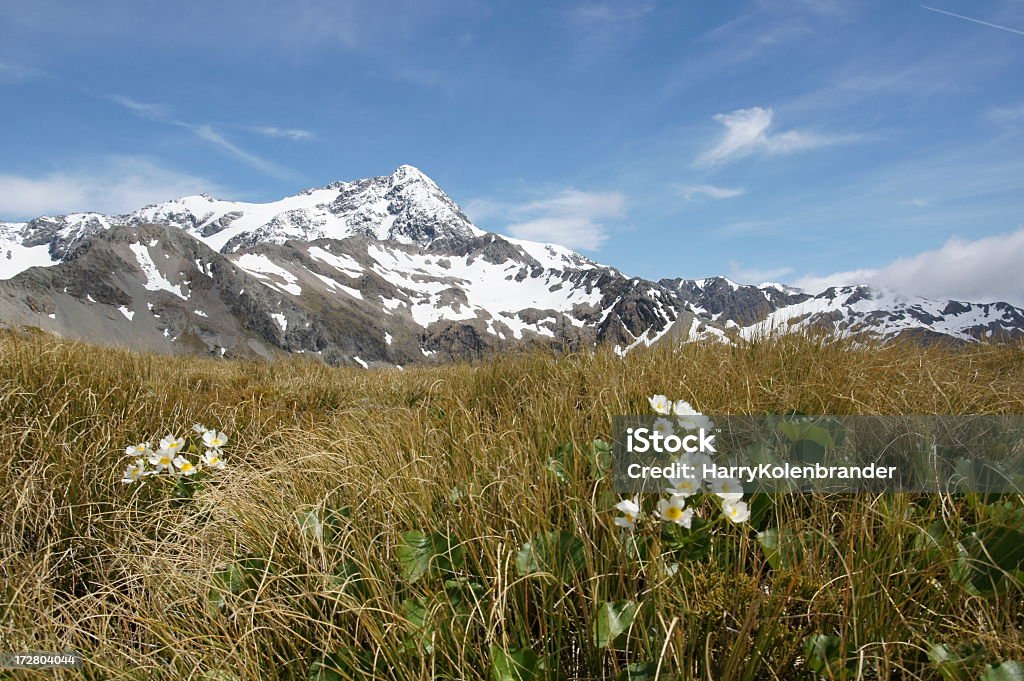 Mountain Buttercups (LIS) sur le flanc de la montagne. - Photo de Alpes du sud de la Nouvelle-Zélande libre de droits