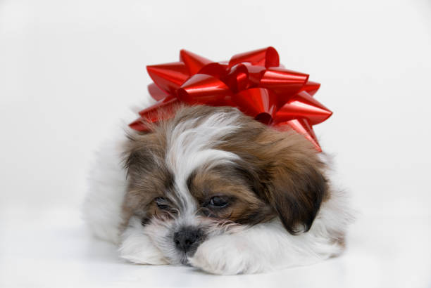 istock Christmas Puppy Series 172804141