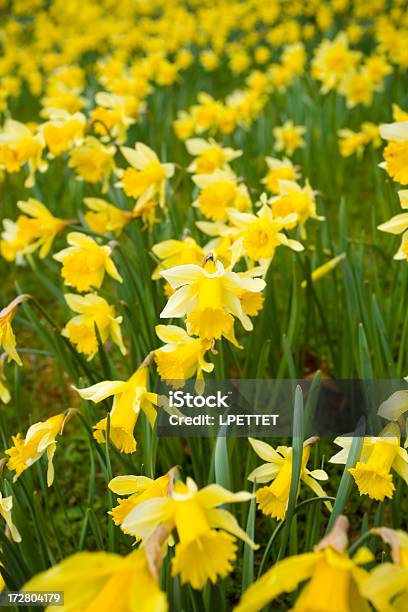 Narzisse Field Stockfoto und mehr Bilder von Bildhintergrund - Bildhintergrund, Narzisse, Blume