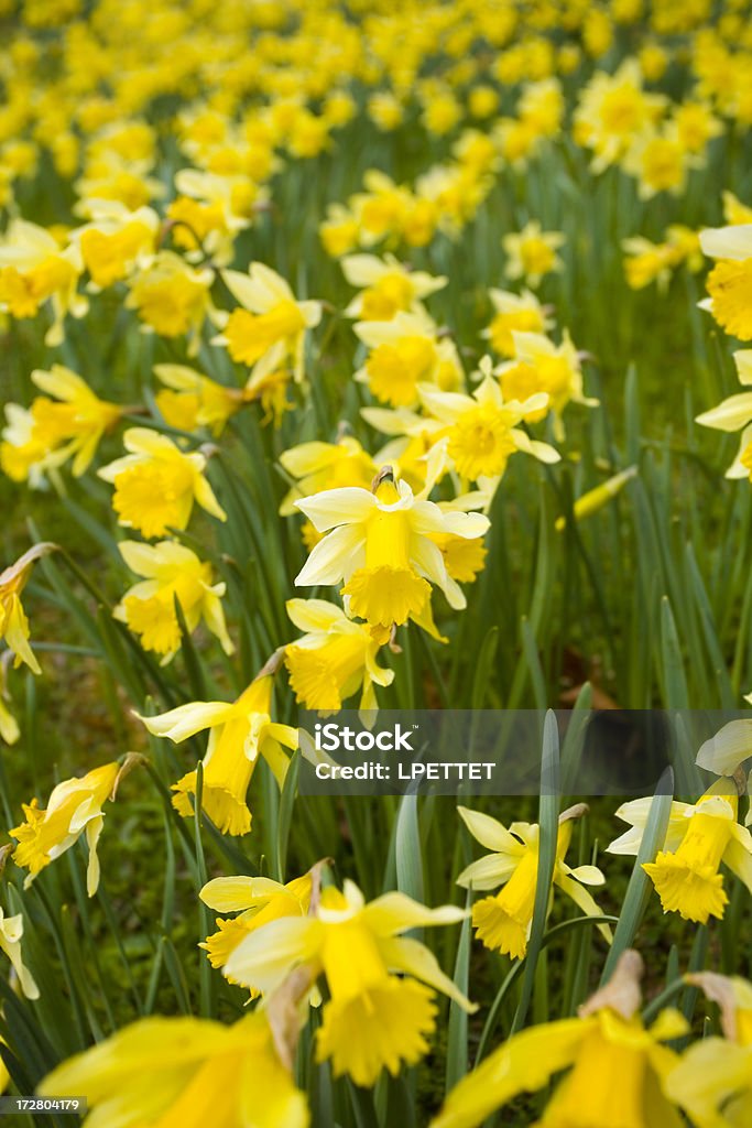 Champ de jonquilles - Photo de Fond libre de droits