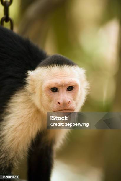 Злая Обезьяна Капуцина — стоковые фотографии и другие картинки White-Faced Capuchin Monkey - White-Faced Capuchin Monkey, Вертикальный, Всматриваться