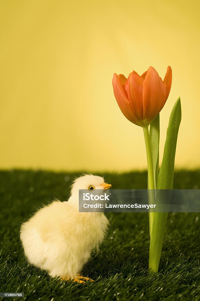 Morgen chick und tulip - Lizenzfrei Fotografie Stock-Foto