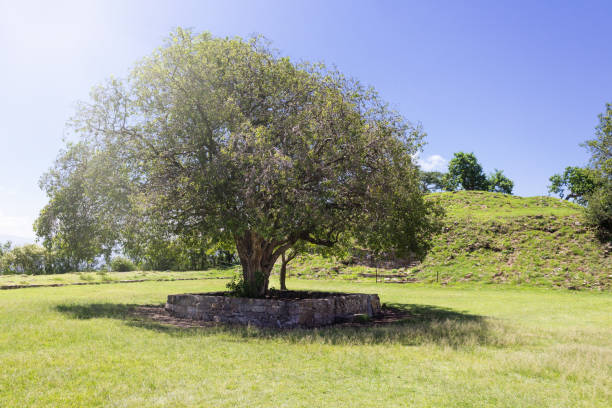 big and beautiful tree fenced with rocks in green mountain