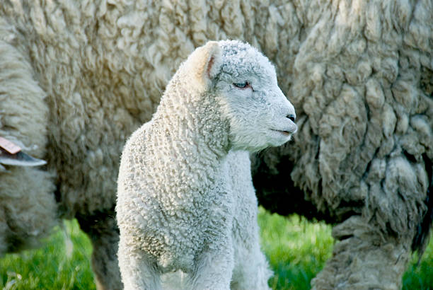istock Lamb In Front Of Mother Sheep 172804919