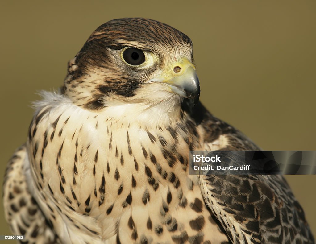 Peregrine-Prairie Falcon Nahaufnahme - Lizenzfrei Falke Stock-Foto