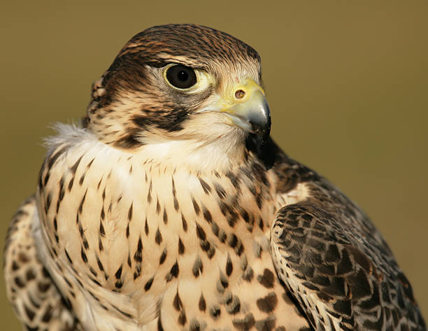 istock Peregrine-Prairie Falcon Close-up 172804983