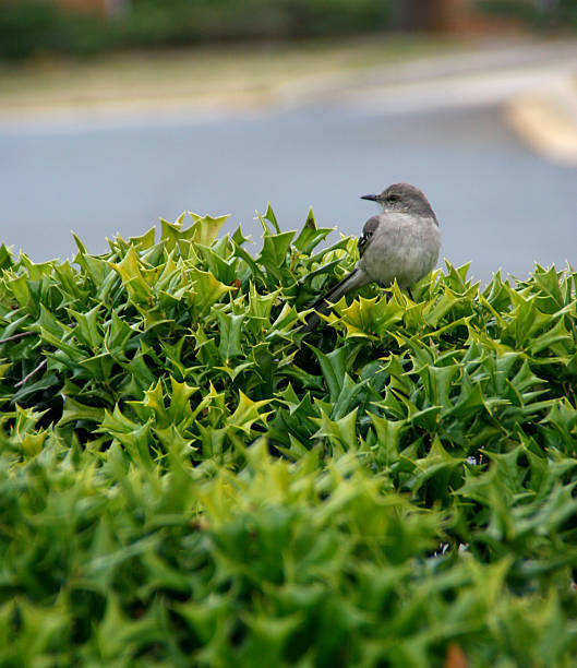 Bird stock photo