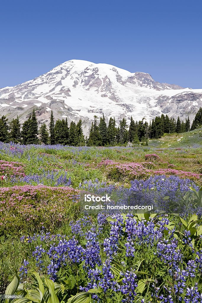 Mount Rainier fiori selvatici 2 - Foto stock royalty-free di Alberato