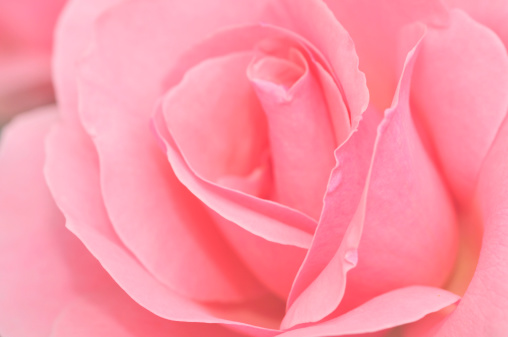 Fully framed pink rose.   For more flowers (click