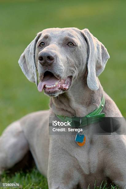 Weimaraner Stock Photo - Download Image Now - Animal, Canine - Animal, Dog