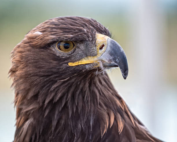 istock Very closeup of a Golden Eagle 1728055479