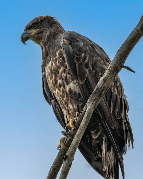 młodociany bielik obserwujący na gałęzi - eagle animal bald eagle surveillance zdjęcia i obrazy z banku zdjęć