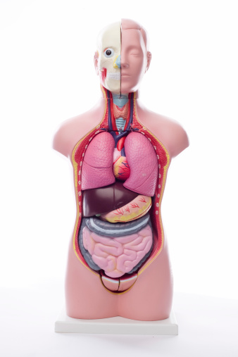 Anatomical unisex model/manequine.