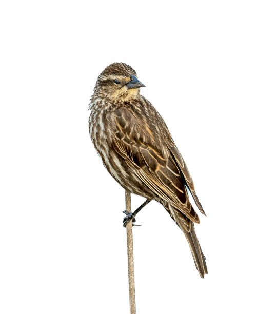 istock Female Red winged Blackbird on a branch 1728056109