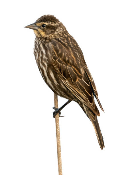 istock Female Red winged Blackbird on a branch 1728056181