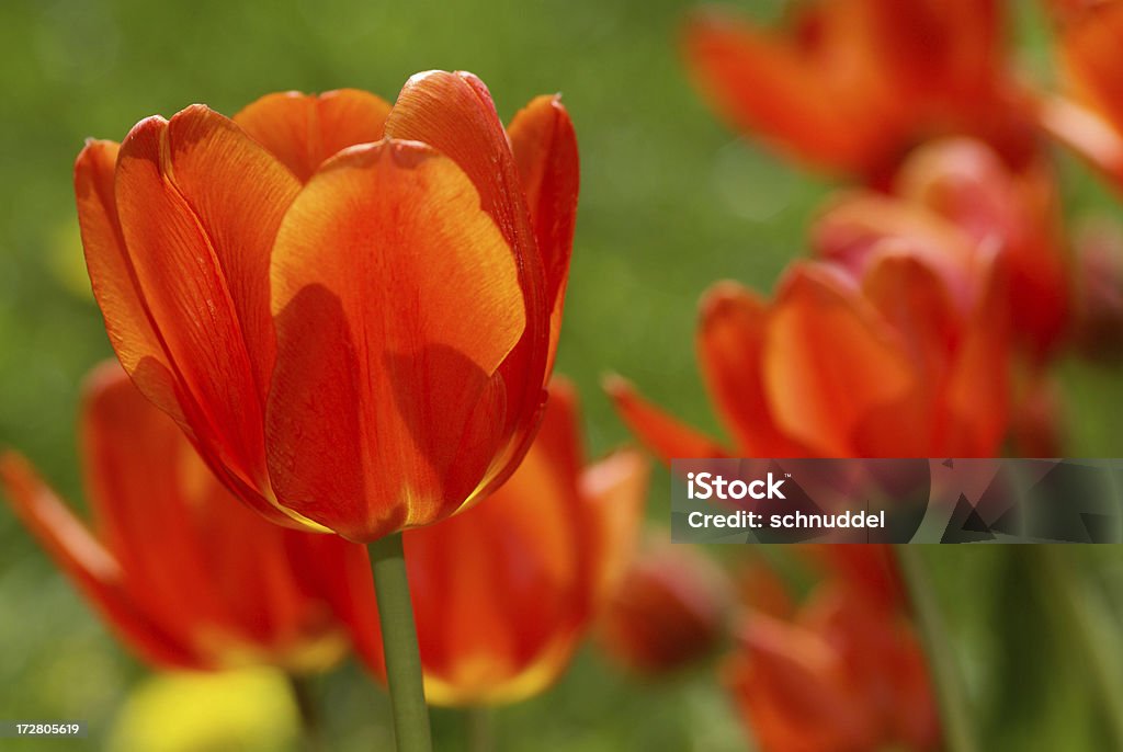 Оранжево-красные Тюльпаны в counther-light - Стоковые фото Апрель роялти-фри