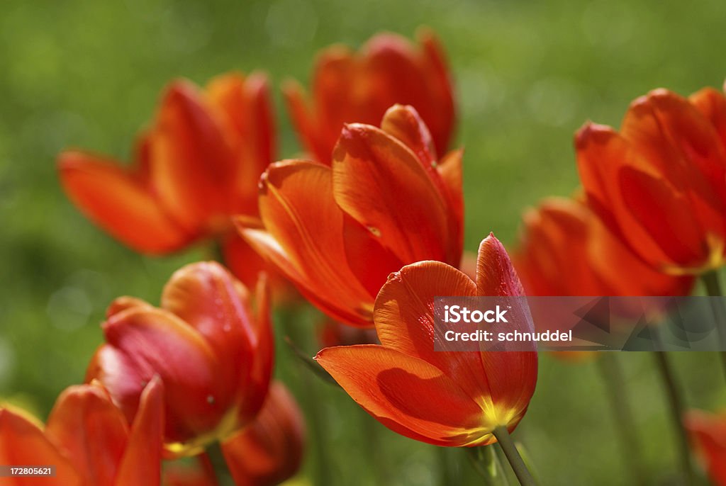 Nombreux ornage-Rouge tulipes. - Photo de Avril libre de droits