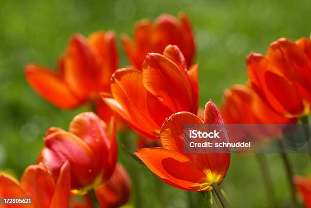 Photo libre de droit de Nombreux Ornagerouge Tulipes banque d'images et plus d'images libres de droit de Avril - Avril, Botanique, Bouquet de fleurs