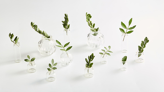 minimalistic nature banner. small vases with beautiful spring flowers and leaves on a white background. decorative pattern, top view with copy space