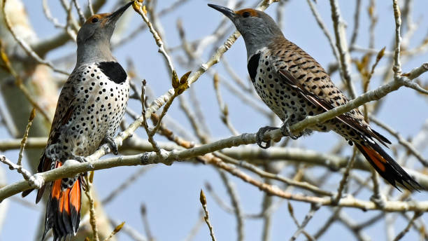 istock Northern Flicker - Red Shafted Pair 1728057267