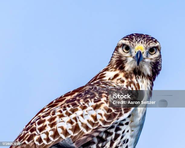 Killikilli Hawk Redtailed Hawk Watching Me Closely Stock Photo - Download Image Now ...