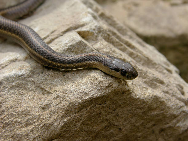 istock Garter snake peering over rock 172805781
