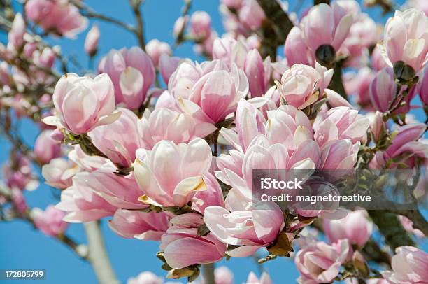핑크 Magnolias 대해 연두빛 스카이 블루 0명에 대한 스톡 사진 및 기타 이미지 - 0명, 꽃 나무, 꽃-꽃의 구조