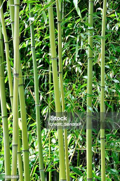 Árvores De Bambu - Fotografias de stock e mais imagens de Alto - Descrição Física - Alto - Descrição Física, Bambu - Família da relva, Bambu - Material