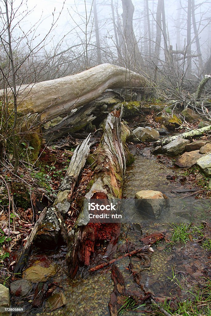 Parc National de Shenandoah, en Virginie - Photo de Arbre libre de droits