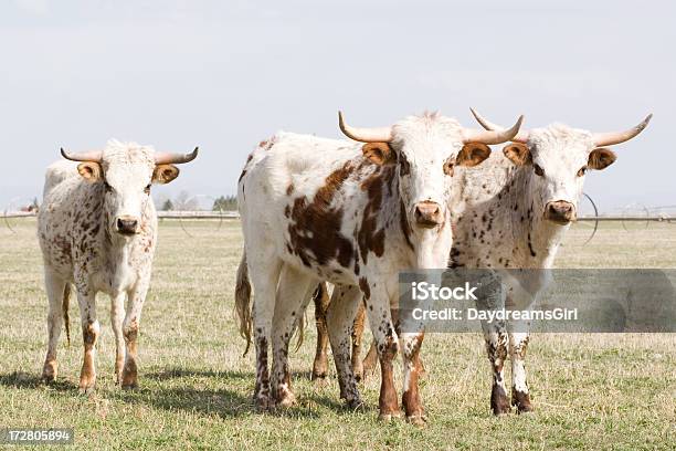 Lactoria Gado - Fotografias de stock e mais imagens de Gado doméstico - Gado doméstico, Pelo de animal, Vaca