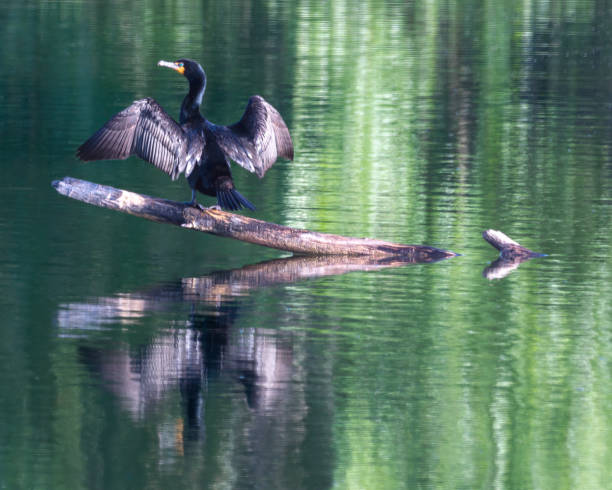istock Double-crested Cormorant drying its wings on a log 1728058987