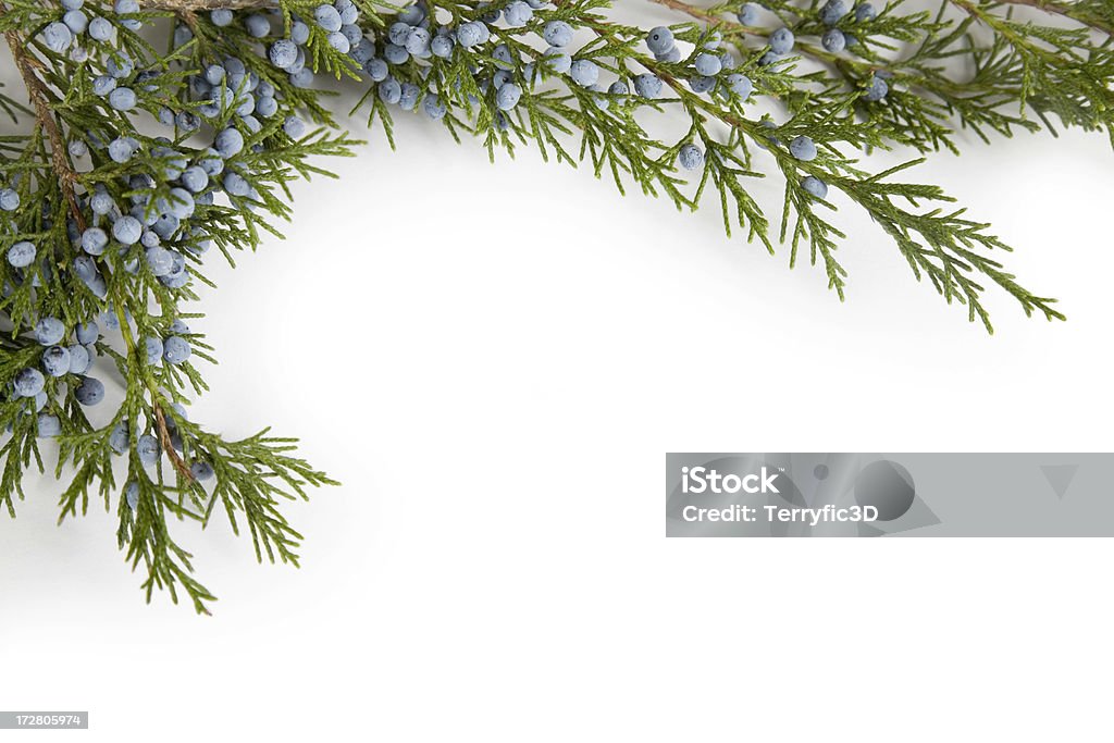 Ramoscello di ginepro con frutti di bosco blu smerigliato, bordo angolo telaio - Foto stock royalty-free di Ginepro