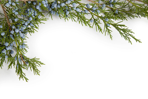 Juniper tree branches and blue berries as a border frame element. Isolated on white. Sometimes called an Eastern Red Cedar. Did you know that they make gin out of juniper berries? Go ahead -- bite into one some time, and it becomes obvious!