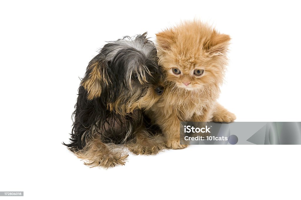 Tímido gato e seu amigo - Foto de stock de Animal royalty-free