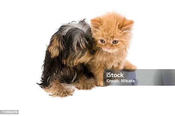 Foto de Tímido Gato E Seu Amigo e mais fotos de stock de Animal - Animal, Animal de estimação, Animal doméstico
