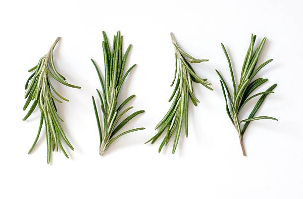 alecrim frescos (rosmarinus officinalis) em branco - rosemary - fotografias e filmes do acervo