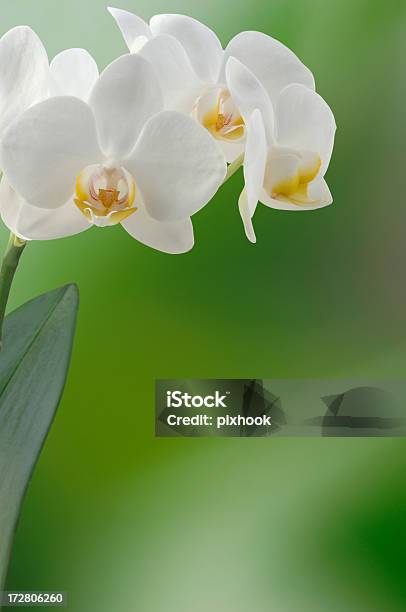 Orquídea Blanca Foto de stock y más banco de imágenes de Amarillo - Color - Amarillo - Color, Belleza, Blanco - Color