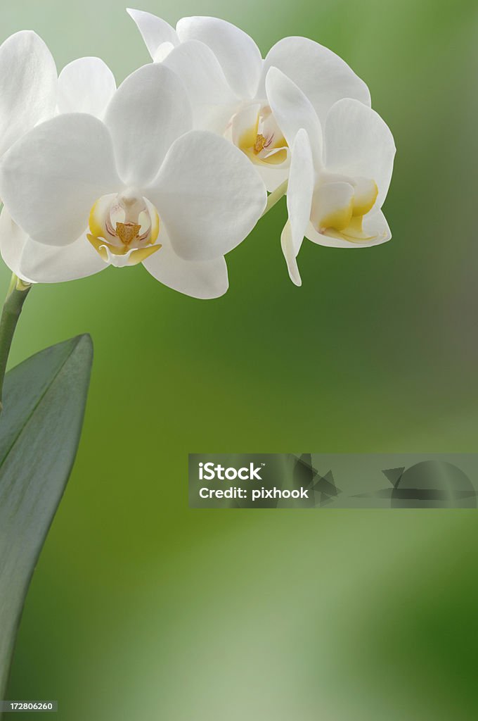 Biały Orchidea - Zbiór zdjęć royalty-free (Biały)