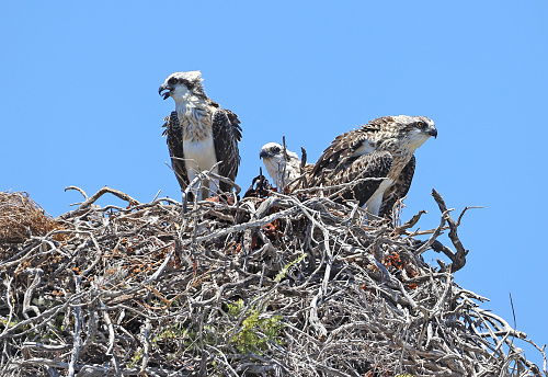 Three Osprey fledglings in nest Rottnest Island Perth, Australia