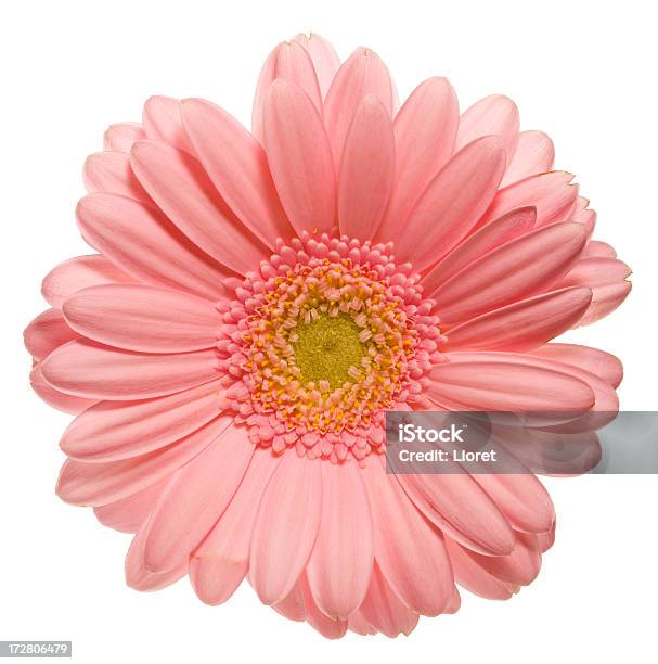 Photo libre de droit de Gerbera Xl banque d'images et plus d'images libres de droit de Blanc - Blanc, Capitule, Couleur vive