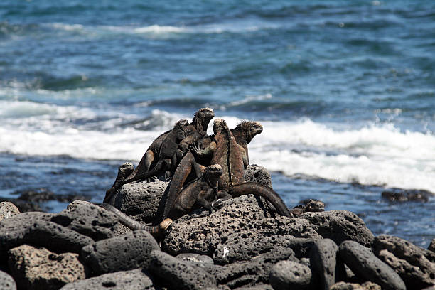 istock Galapagos marine iguanas 172806486