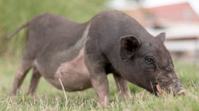 Close up view of a Cute gray decorative mini pig is walking and eating pumpkin outdoors.