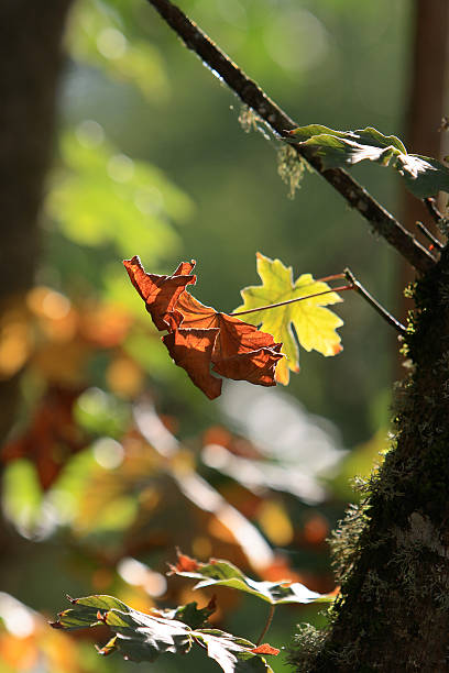 Foglia d'acero autunnale - foto stock