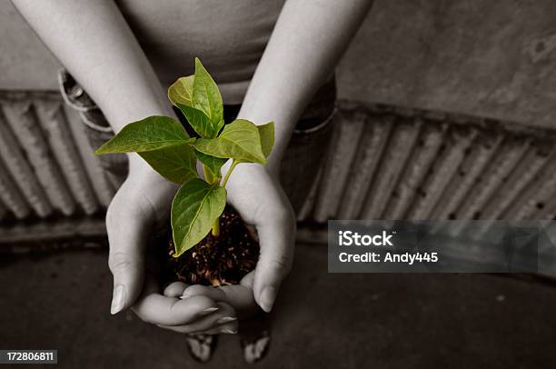 Green Seedling Held With Two Hands Against Sepia Background Stock Photo - Download Image Now