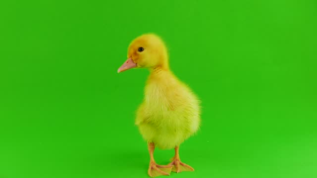 Little duck on a green screen