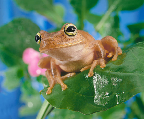 Smiling frog Smiling frog animal retina stock pictures, royalty-free photos & images