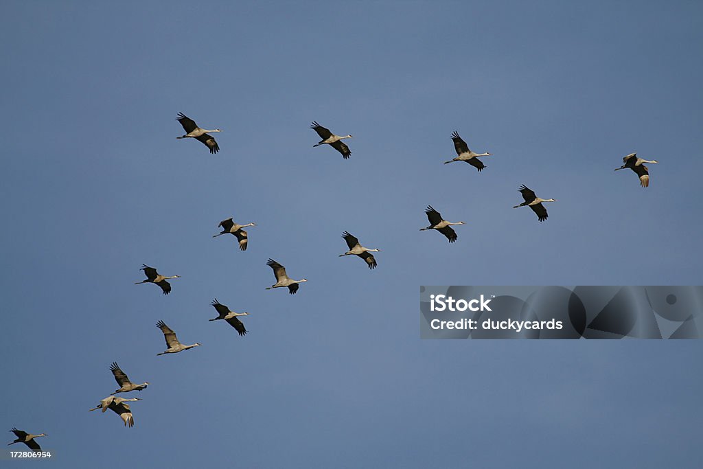 Sandhill Cranes formación - Foto de stock de Aire libre libre de derechos
